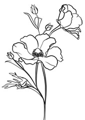 Poppies outline illustration, coloring book page