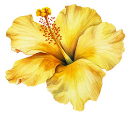 Watercolor illustration of a yellow tropical flower Hibiscus. Ai illustration. Transparent background, png