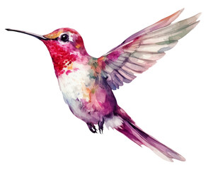 Watercolor illustration of a hummingbird. Ai illustration. Transparent background, png
