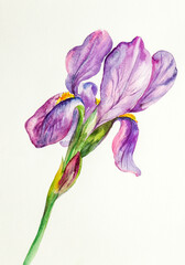 delicate and lilac iris - 620316742
