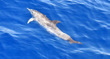 Fototapeta premium delfines en libertad en el oceano atlantico