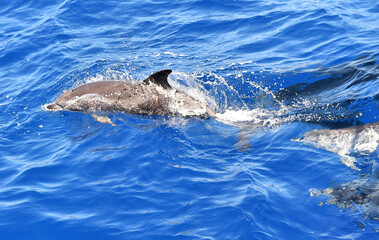 delfines en libertad en el oceano atlantico