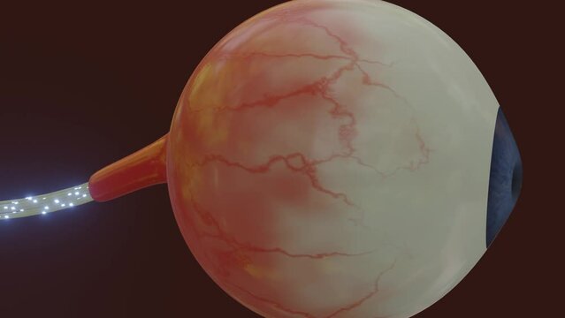Illuminating Insights: Unveiling the Interplay of Vision and Action Potentials in the Eye