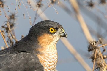 草むらに潜むハイタカクローズアップ画像