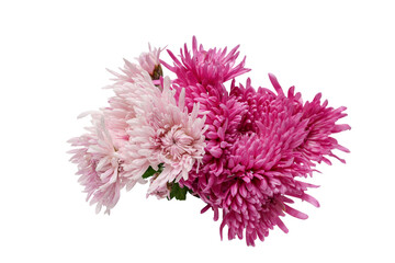 白バックの菊の花束