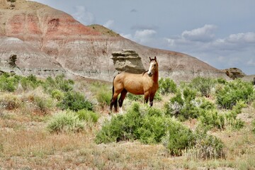 Utah Bad Lands Wild horse