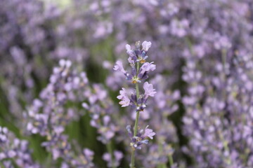 Obraz premium lavender flowers in region