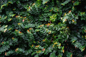 Pared de Fondo de hojas verdes, textura, naturaleza, ecología, enredadera