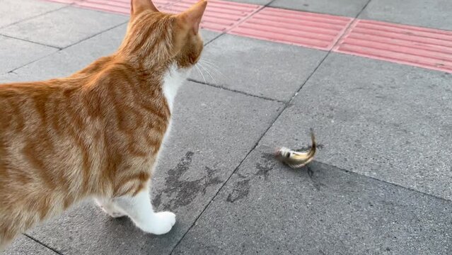 A stray cat eats a fish caught by a fisherman.