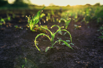 Maize seedling in the agricultural garden with sunset light, close-up