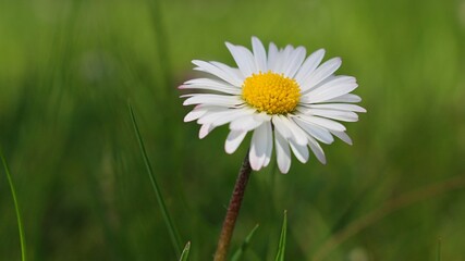 G&auml;nsebl&uuml;mchen