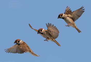 phases of the wings of the flight of three sparrow birds against the blue sky