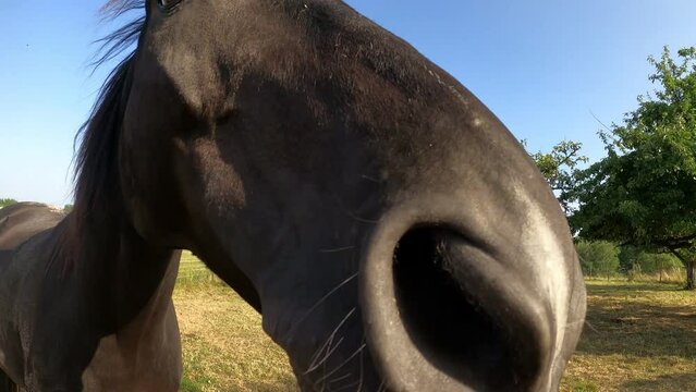 Pferde Kopf Nahaufnahme. Neugieriges Pferd begr&uuml;&szlig;t Mensch, schnuppert und schleckt