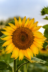 Fototapeta premium Close up shot of yellow Sunflower growing in the field