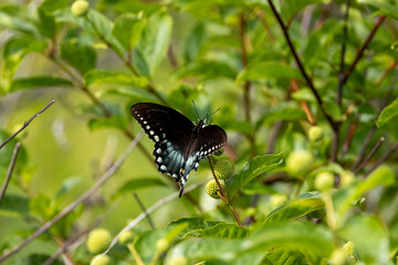butterfly on a flower
