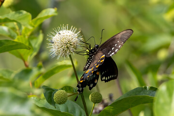 butterfly on flower