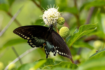 butterfly on a flower
