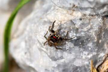 spider on the ground