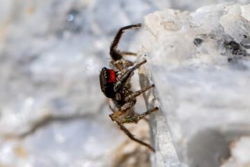 spider on the ground