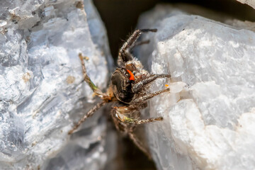 spider on a rock