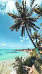 beach with trees