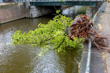 Poly summer storm hit Amsterdam with cloudy day and raining, The tree fall or broken in the water,...