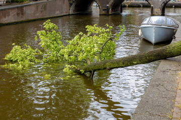 Poly summer storm hit Amsterdam with cloudy day and raining, The tree fall or broken in the water,...