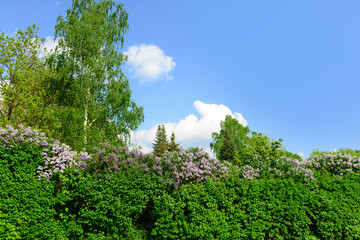 Fototapeta na wymiar Beautiful lilac tree on spring day