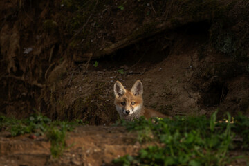 Small red foxes are playing near the burrow. Fox in the forest. European predator in the natural habitat. 