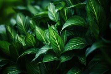 Fototapeta na wymiar Green leaves bush textured background