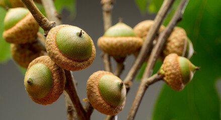 acorns on branch closeup for banner Canadian oak acorns close-up