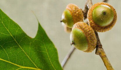acorns on branch closeup for banner Canadian oak acorns close-up