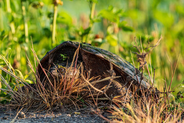turtle in the grass