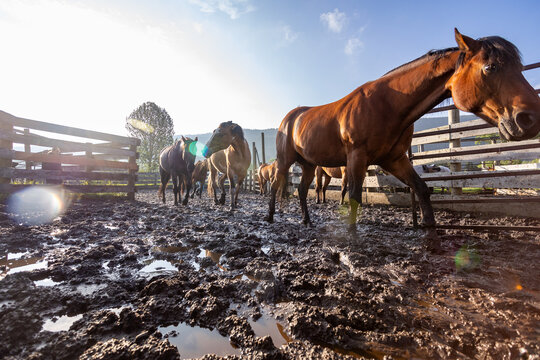 Mudding Horse Corral