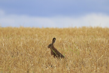 Easter bunny in the grass. Bunny hops on Easter day