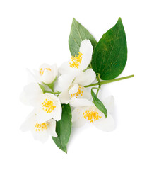 Obraz premium Jasmine twig on white background