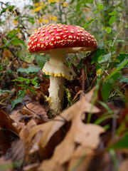 Amanita Muscara Hongo