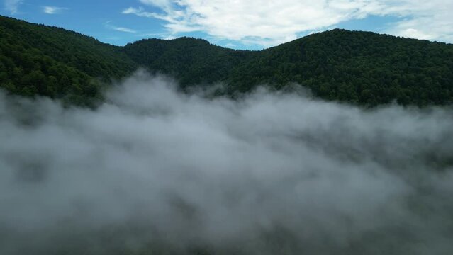 Through the Clouds. Drone's Eye View: Flying above a cloudy spruce forest in the Carpathian Mountains. Exploring the Carpathian Wilderness. Bucegi Mountains, Romania