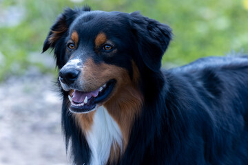 Australian Shepherd in Mountains, Portrait of Happy Dog