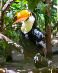 toucan on a tree