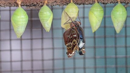 blue morpho butterfly stretches its wings after emerging from its chrysalis © chris