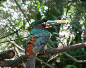 toucan on a tree