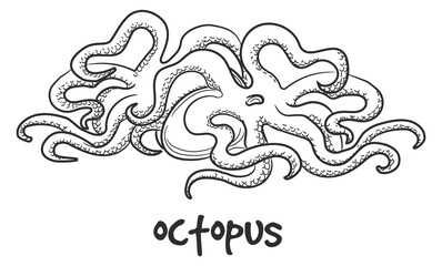 Octopus meat doodle. Seafood restaurant menu drawing