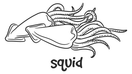 Squid icon. Sea food doodle. Underwater fauna