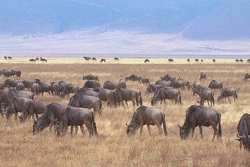 wildebeest in ngorongoro crater