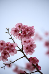 上賀茂神社の境内に咲く陽光桜