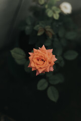 orange rose