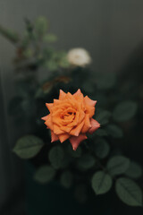 yellow rose in the garden