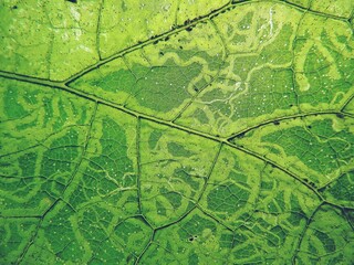 Green leaf texture with special pattern