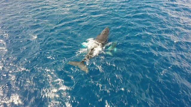 Humpback Whales